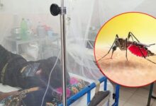 ডেঙ্গু